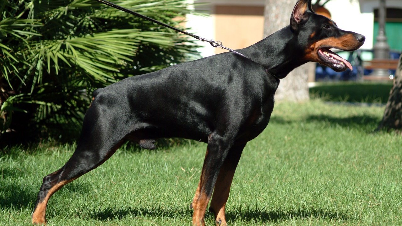 Обои собака, доберман, dobermann, dog, doberman разрешение 2304x1536 Загрузить