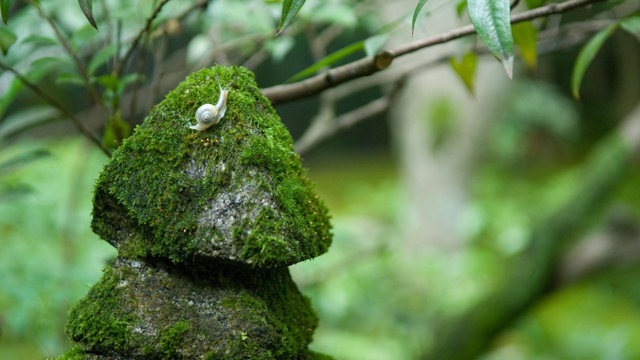 Обои природа, камни, размытость, мох, улитка, nature, stones, blur, moss, snail разрешение 1920x1200 Загрузить