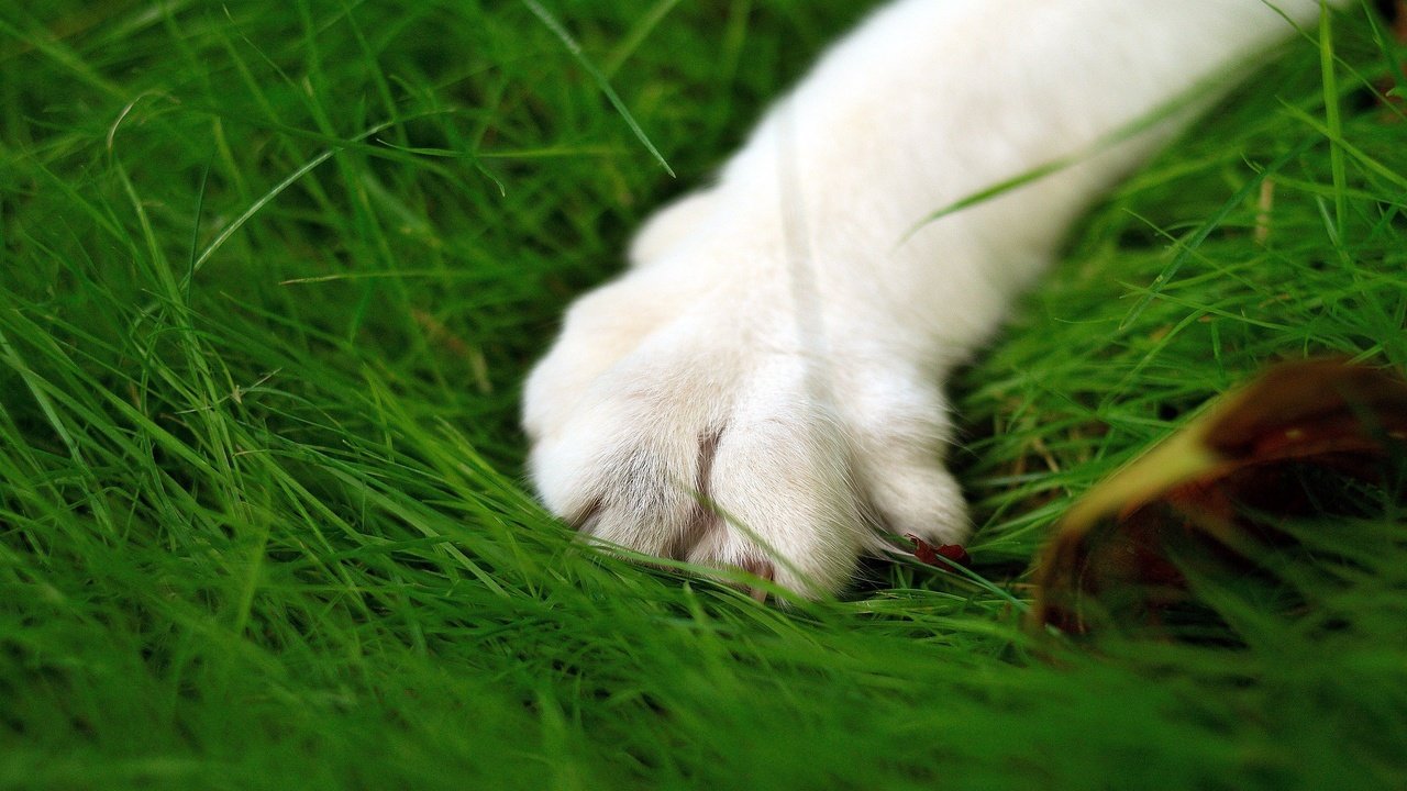 Обои зелень, кошка, лапа, макросьемка, greens, cat, paw, microsemi разрешение 2560x1600 Загрузить