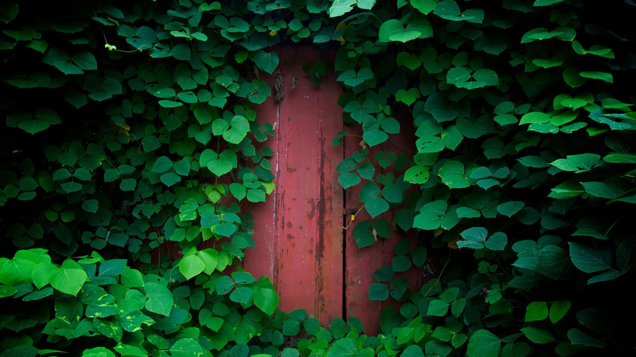 Обои природа, зелень, обои, растения, листья, листва, дверь, nature, greens, wallpaper, plants, leaves, foliage, the door разрешение 1920x1200 Загрузить