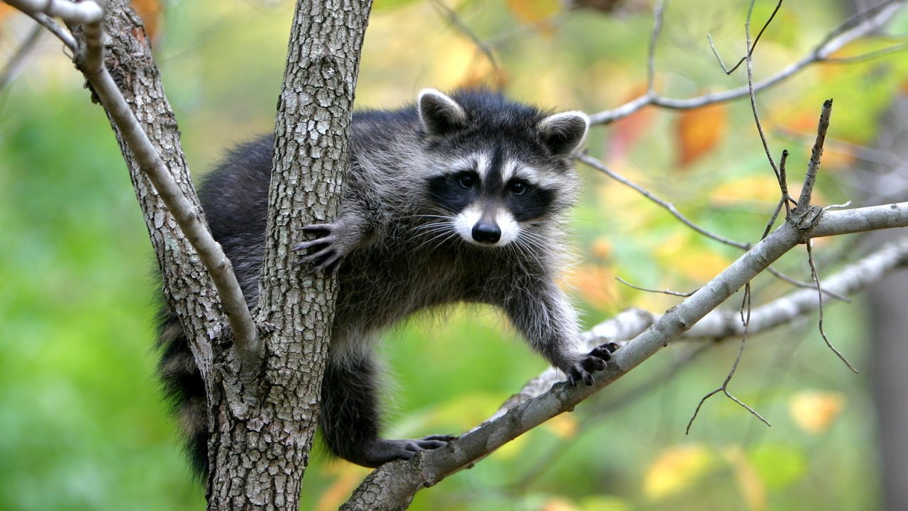 Обои природа, дерево, енот, nature, tree, raccoon разрешение 2560x1600 Загрузить