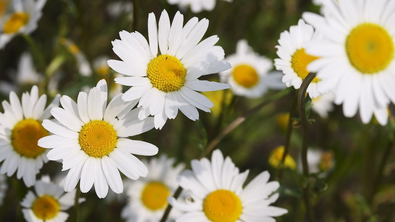 Обои цветы, лепестки, ромашки, много, белоснежные, flowers, petals, chamomile, a lot, white разрешение 2560x1600 Загрузить