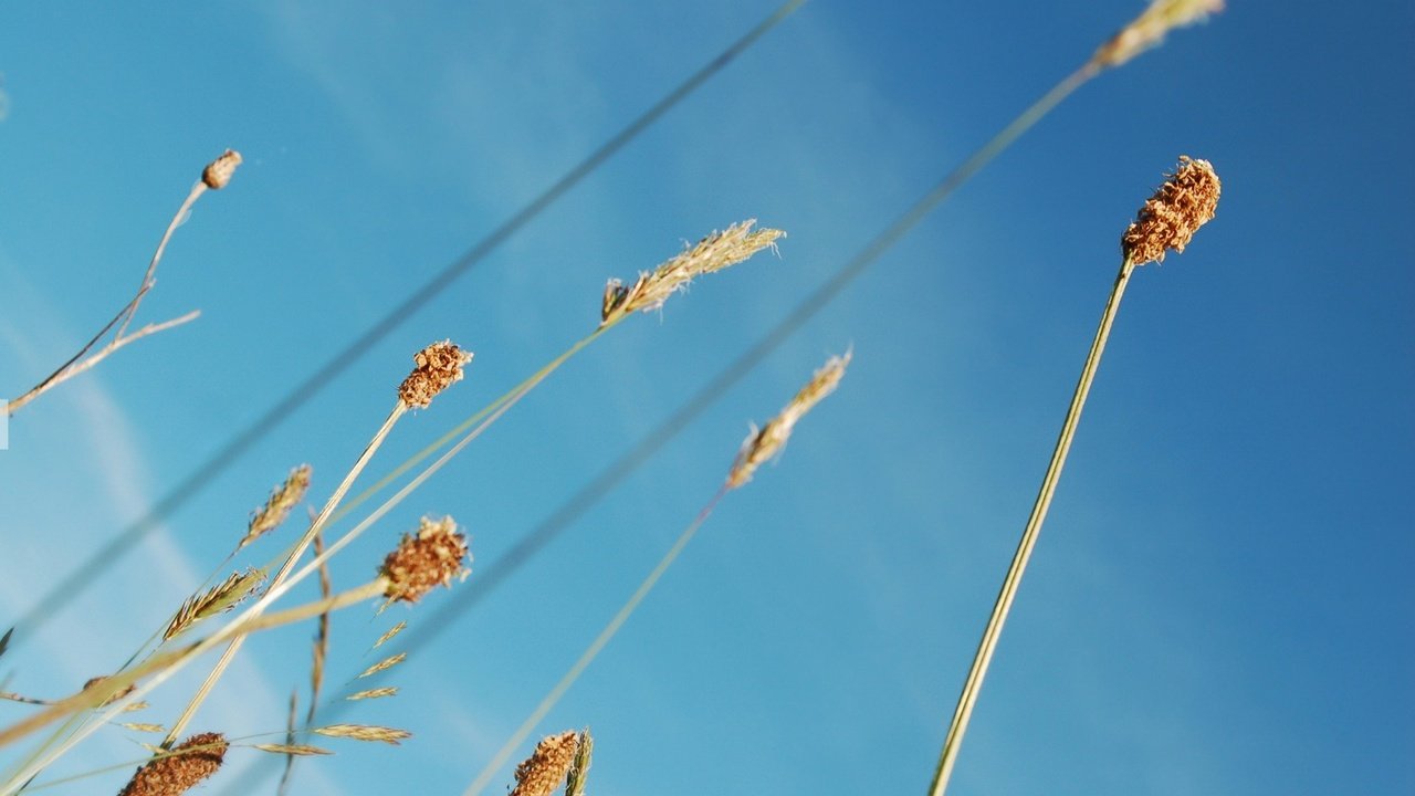 Обои небо, растения, синий, стебли, the sky, plants, blue, stems разрешение 1920x1200 Загрузить