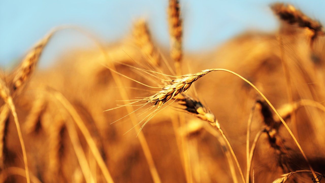 Обои поле, пшеница, хлеб, колос, field, wheat, bread, ear разрешение 2560x1600 Загрузить
