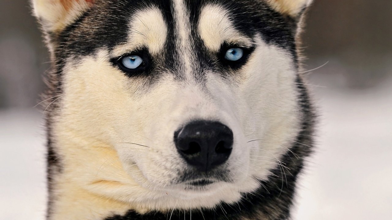 Обои глаза, взгляд, хаски, eyes, look, husky разрешение 1920x1440 Загрузить