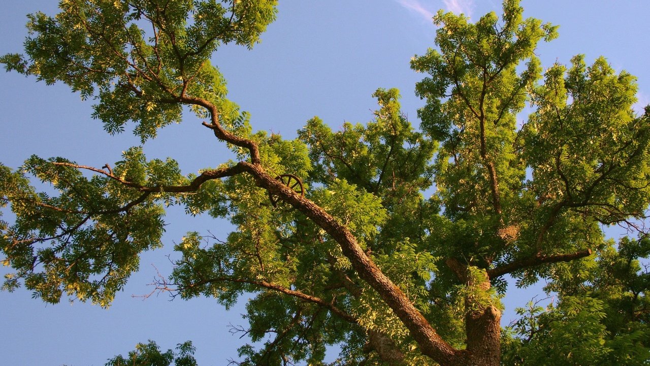 Обои небо, дерево, ветки, колесо, крона, вид снизу, the sky, tree, branches, wheel, crown, bottom view разрешение 1920x1440 Загрузить