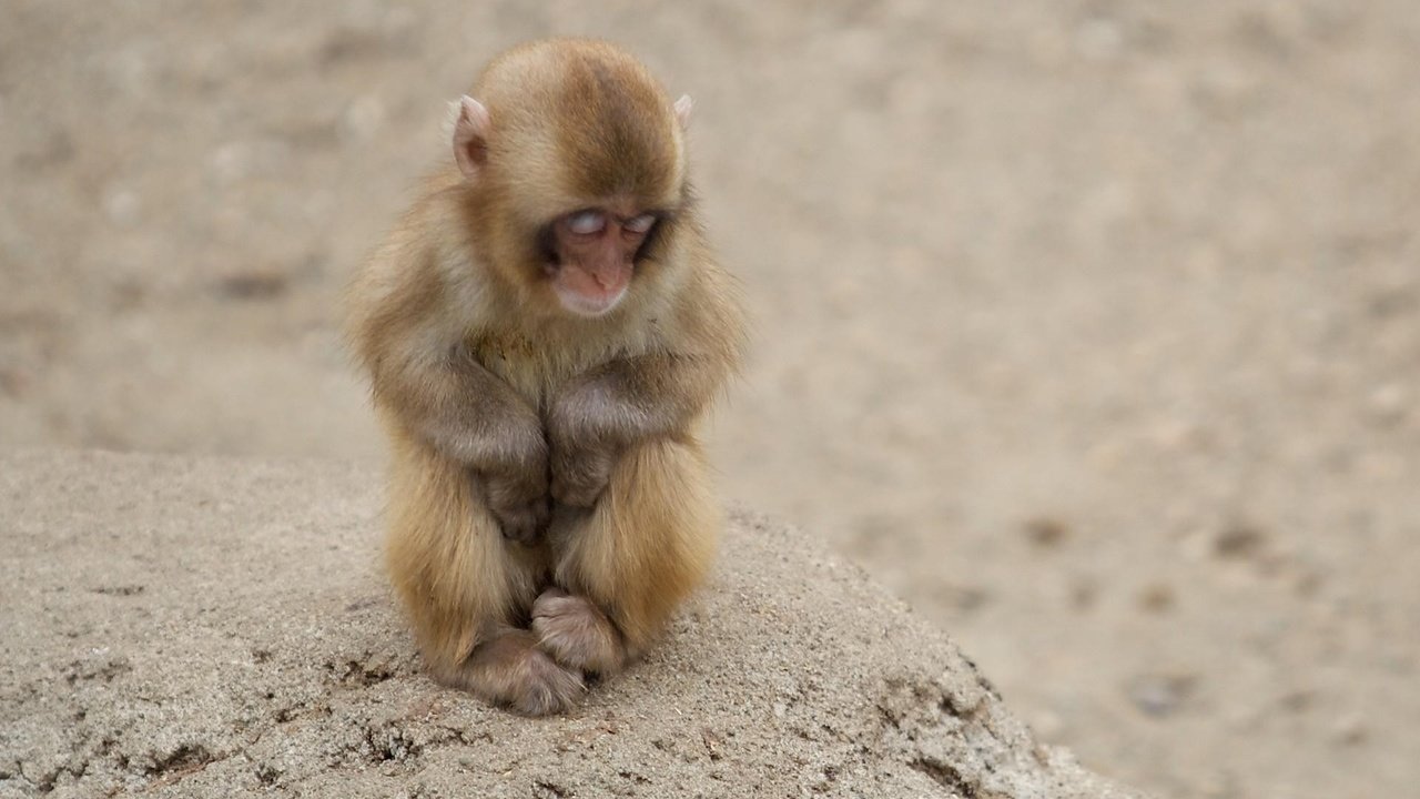 Обои спит, маленькая, обезьянка, sleeping, little, monkey разрешение 1920x1200 Загрузить