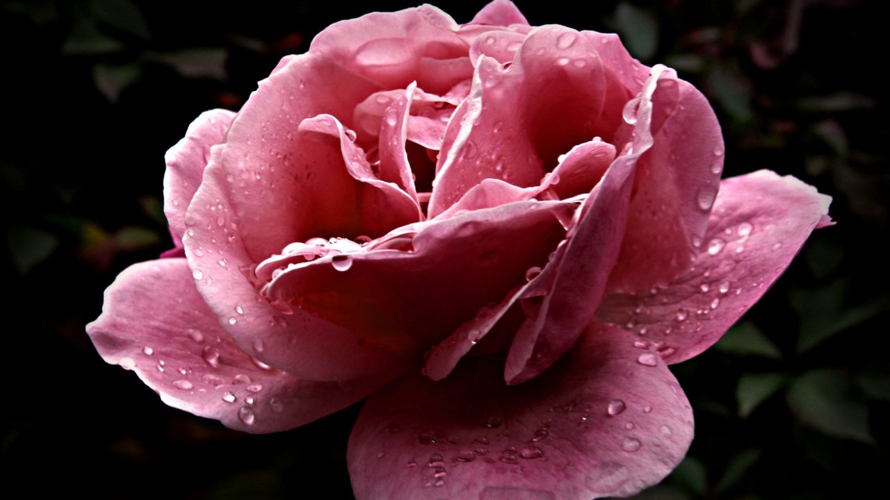 Обои цветок, роса, капли, лепестки, розовый, flower, rosa, drops, petals, pink разрешение 1920x1200 Загрузить
