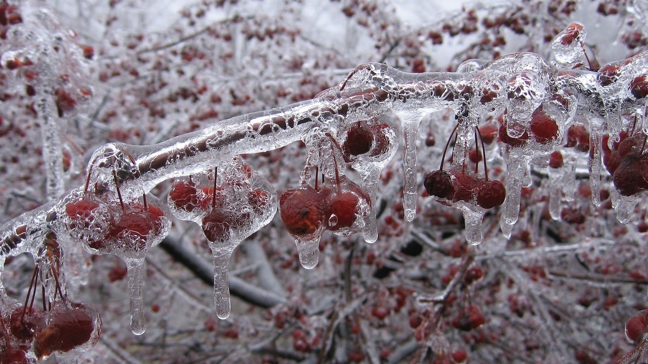 Обои зима, ветки, лёд, вишни, winter, branches, ice, cherry разрешение 2048x1536 Загрузить