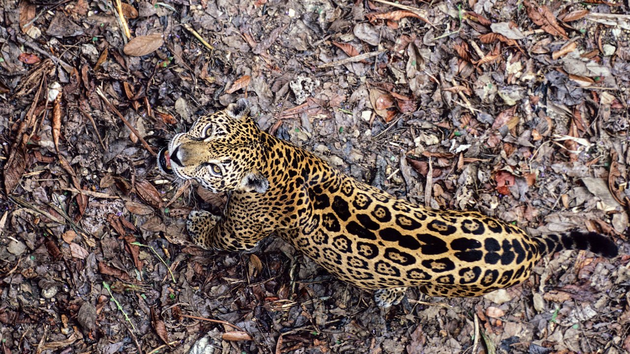 Обои ягуар, panthera onca, ягуа́р, jaguar разрешение 1920x1200 Загрузить