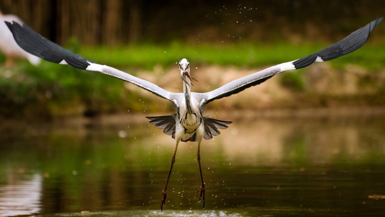 Обои озеро, рыба, аист, lake, fish, stork разрешение 1920x1200 Загрузить