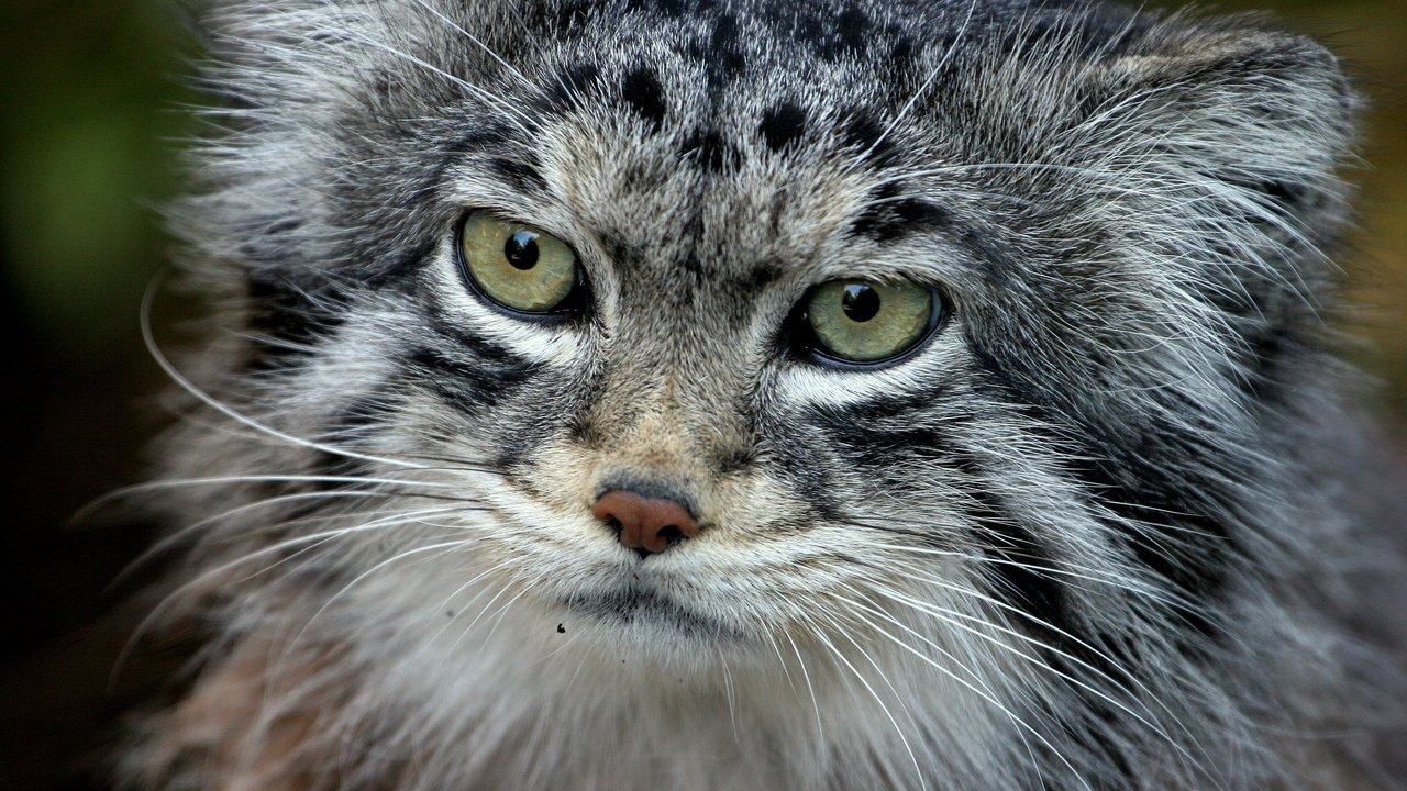 Обои кот, хищник, манул, палласов, cat, predator, manul, of pallas разрешение 3504x2336 Загрузить