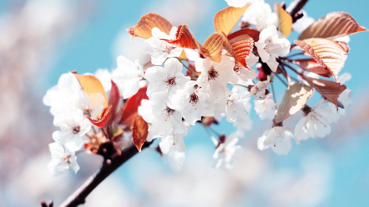 Обои белый, весна, вишня, white, spring, cherry разрешение 2560x1600 Загрузить