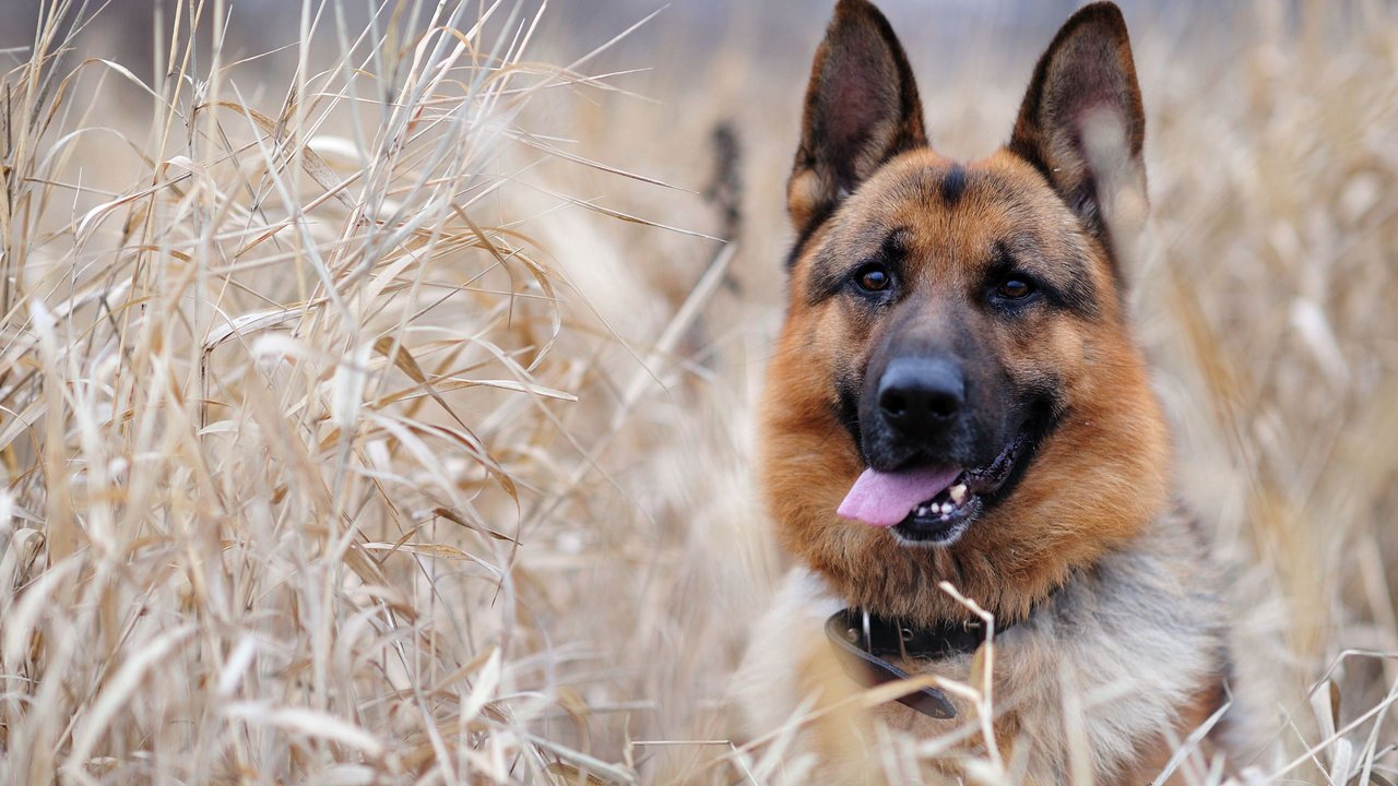 Обои морда, трава, уши, язык, немецкая овчарка, овчарка, face, grass, ears, language, german shepherd, shepherd разрешение 2560x1600 Загрузить