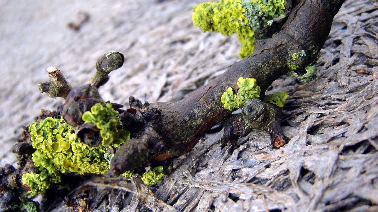 Обои ветка, природа, макро, мох, коряга, лишайники, branch, nature, macro, moss, snag, lichens разрешение 1920x1440 Загрузить