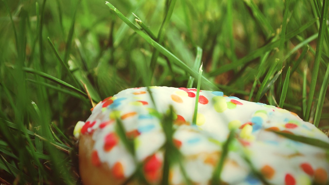 Обои трава, еда, пончик, grass, food, donut разрешение 2560x1600 Загрузить