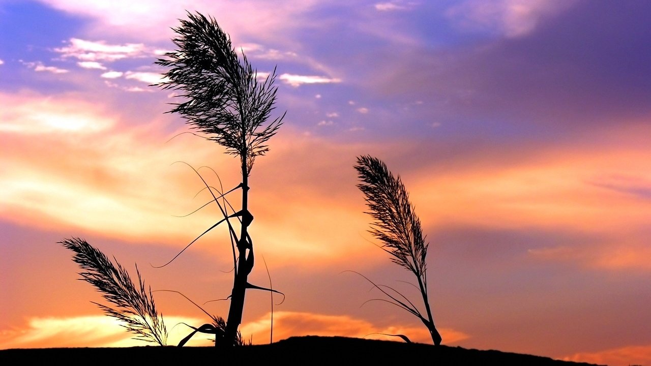 Обои небо, трава, облака, закат, стебли, ветер, растение, the sky, grass, clouds, sunset, stems, the wind, plant разрешение 1920x1440 Загрузить