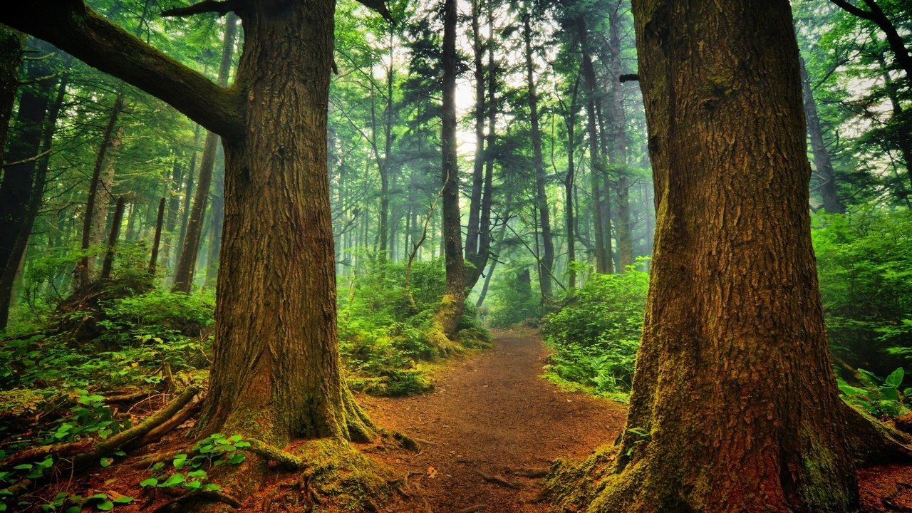 Обои деревья, природа, лес, пейзаж, туман, стволы, тропинка, trees, nature, forest, landscape, fog, trunks, path разрешение 1920x1200 Загрузить