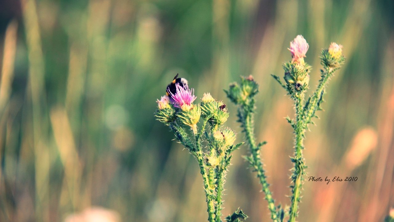 Обои макро, цветок, лето, шмель, колючка, macro, flower, summer, bumblebee, thorn разрешение 4272x2400 Загрузить