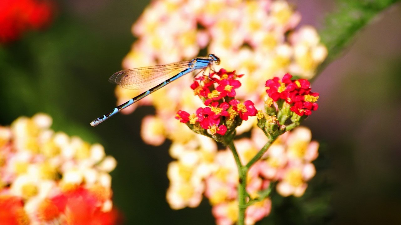 Обои цветы, насекомые, стрекоза, flowers, insects, dragonfly разрешение 1920x1440 Загрузить