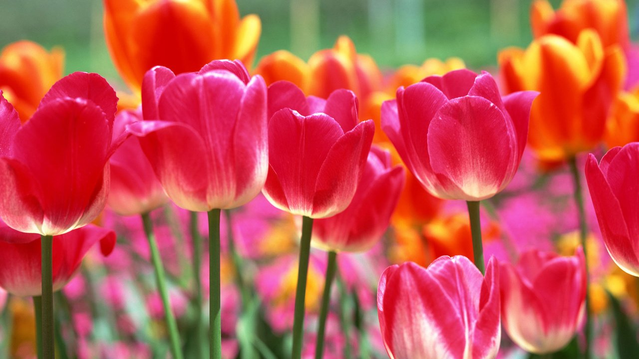 Обои цветы, весна, тюльпаны, flowers, spring, tulips разрешение 1920x1200 Загрузить