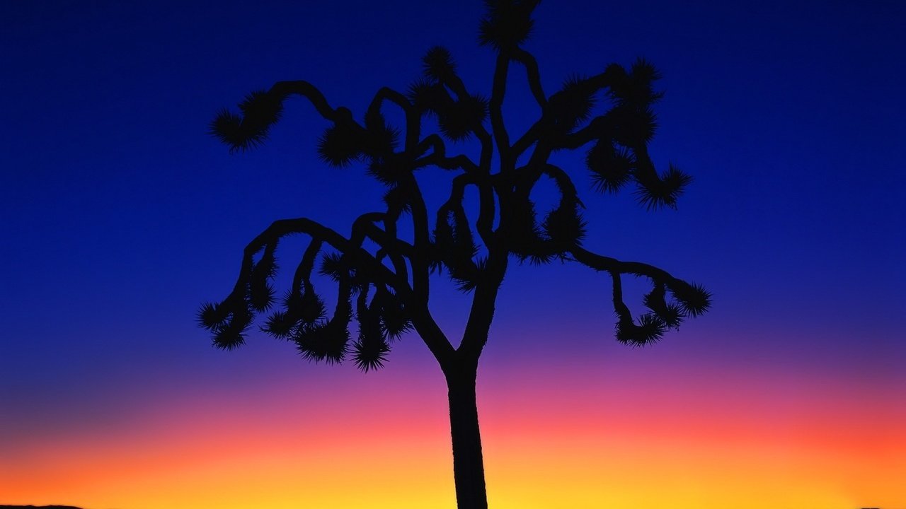 Обои дерево, закат, минимализм, tree, sunset, minimalism разрешение 1920x1440 Загрузить