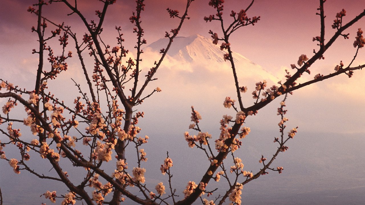 Обои гора, япония, весна, розовый, сакура, вершина, фудзияма, mountain, japan, spring, pink, sakura, top, fuji разрешение 1920x1200 Загрузить