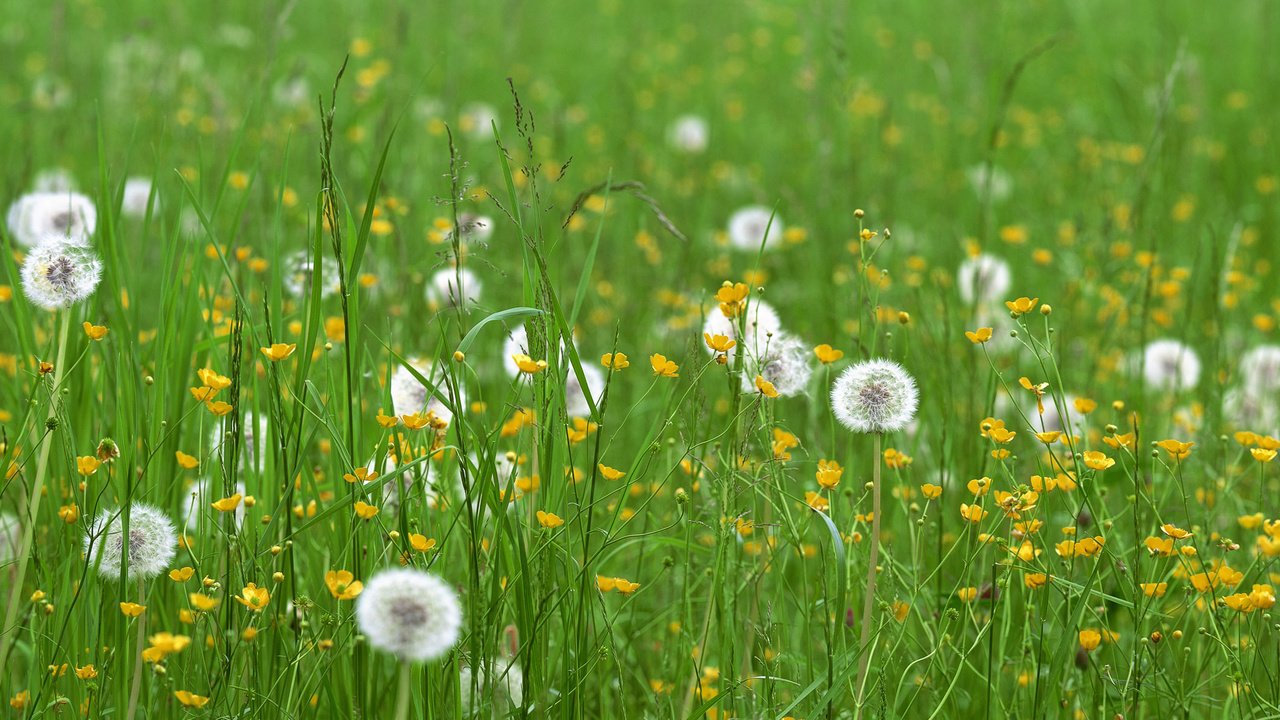 Обои цветы, трава, поле, одуванчики, flowers, grass, field, dandelions разрешение 3840x1200 Загрузить