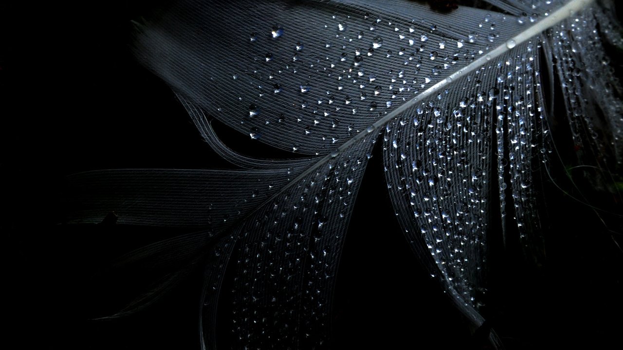 Обои фон, капли, черный, минимализм, перо, background, drops, black, minimalism, pen разрешение 1920x1200 Загрузить