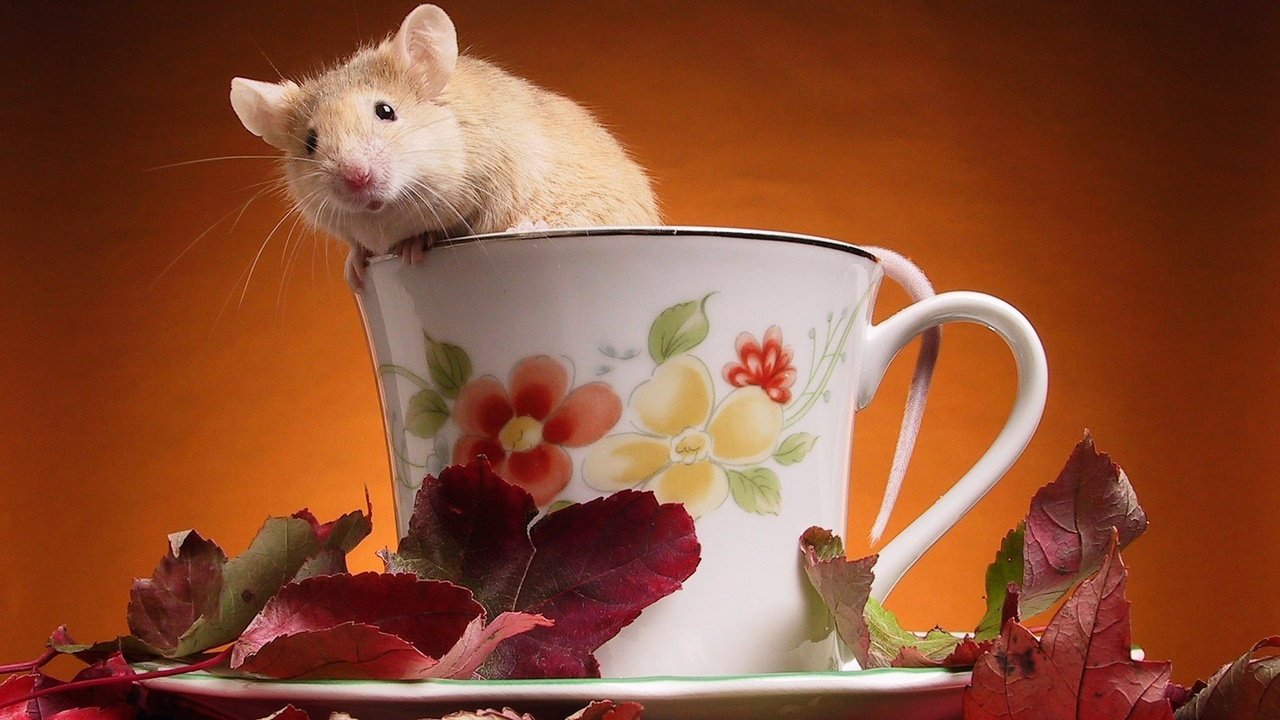 Обои листья, чашка, мышка, leaves, cup, mouse разрешение 1920x1200 Загрузить