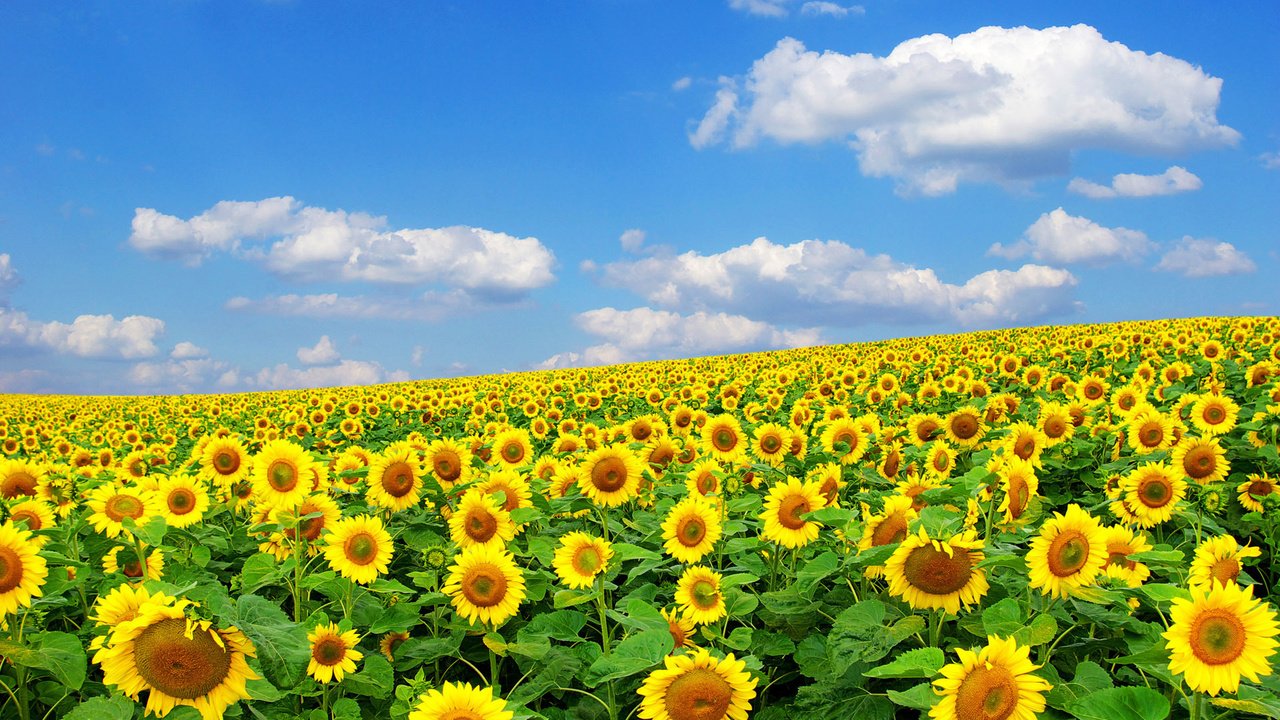 Обои солнце, природа, лето, подсолнух, the sun, nature, summer, sunflower разрешение 1920x1200 Загрузить