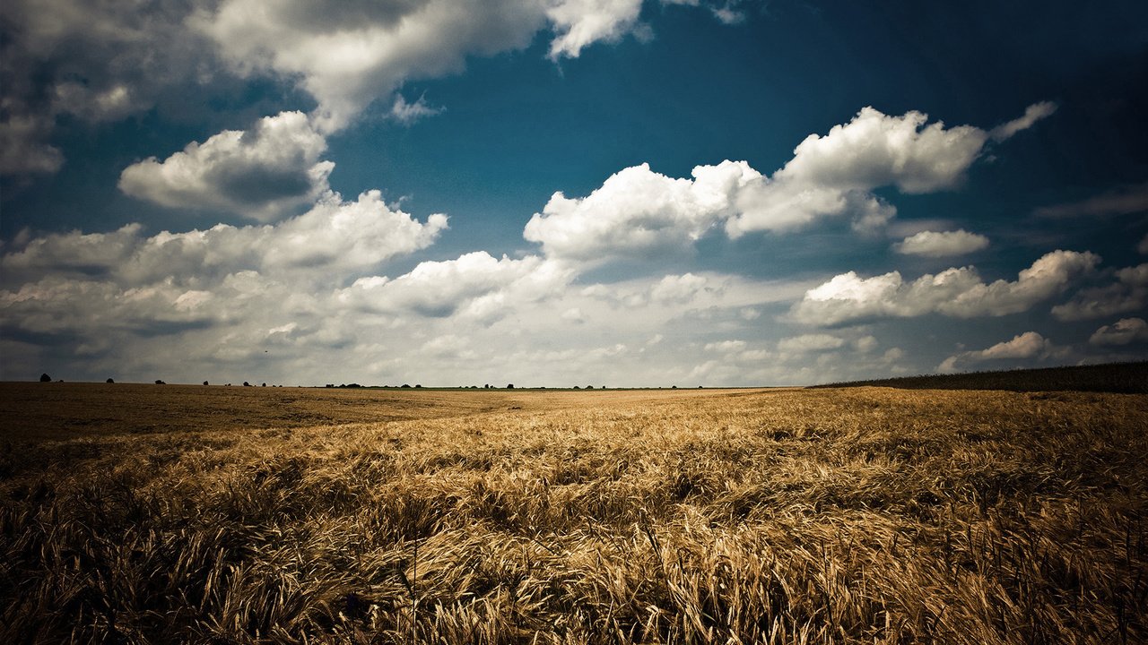 Обои небо, облака, природа, пейзаж, поле, лето, колосья, синее, the sky, clouds, nature, landscape, field, summer, ears, blue разрешение 1920x1200 Загрузить