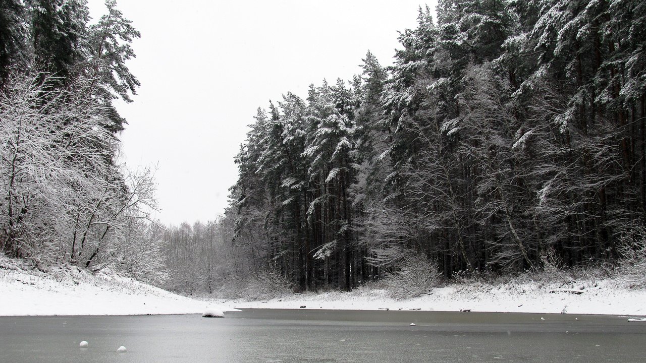 Обои снег, природа, лес, зима, чёрно-белое, сосны, пруд, snow, nature, forest, winter, black and white, pine, pond разрешение 1920x1200 Загрузить