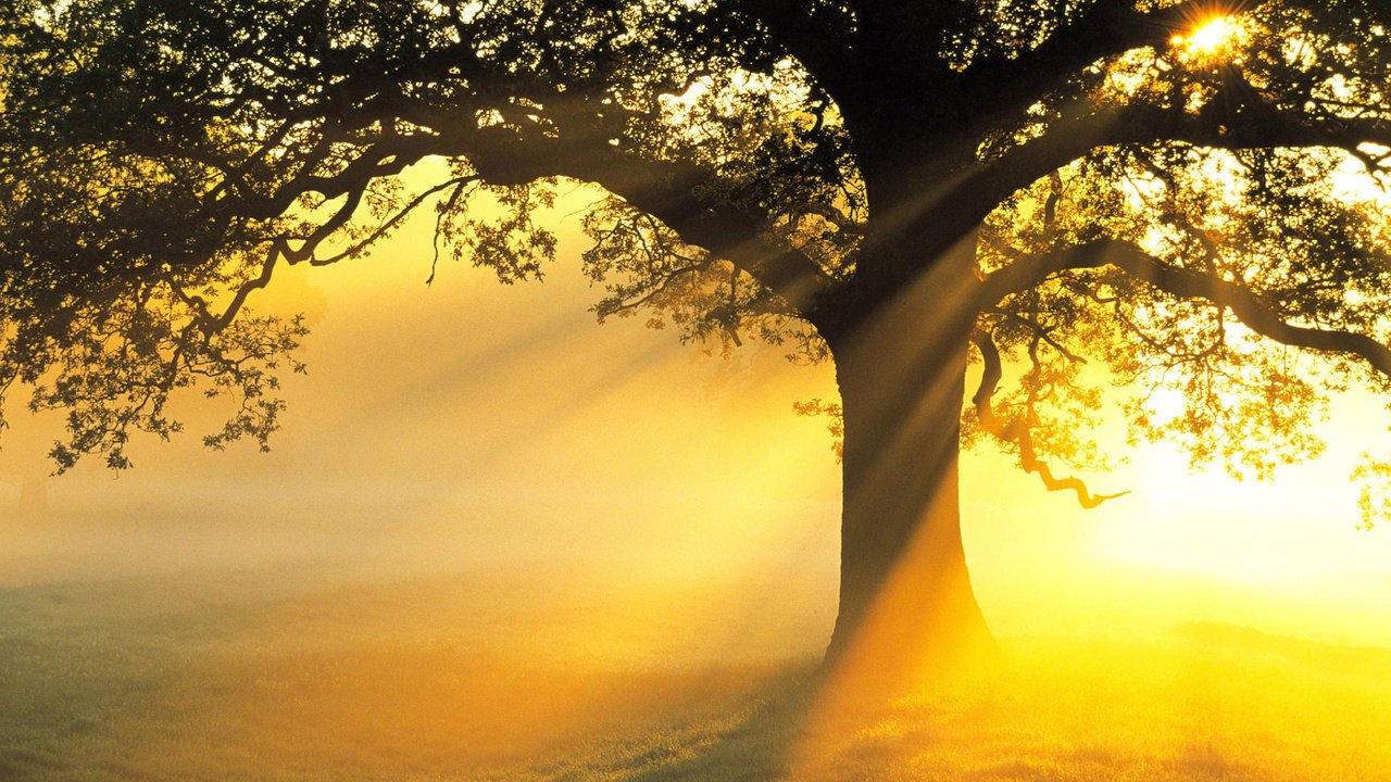 Обои свет, солнце, дерево, лучи, поле, ветви, красота, light, the sun, tree, rays, field, branch, beauty разрешение 1920x1200 Загрузить