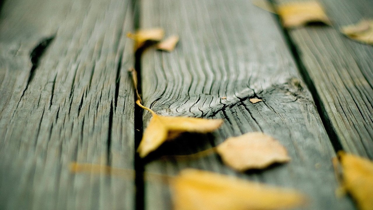 Обои листья, осень, доски, leaves, autumn, board разрешение 1920x1200 Загрузить