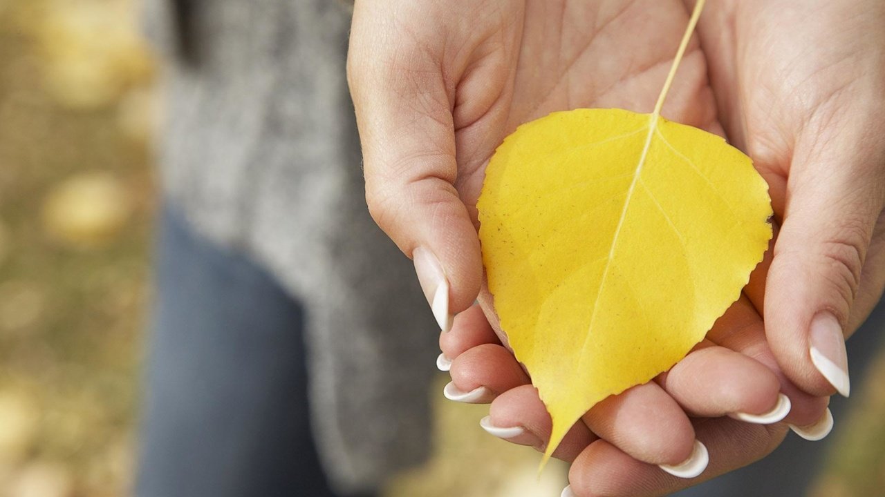 Обои желтый, макро, осень, лист, руки, опавший, ладони, yellow, macro, autumn, sheet, hands, fallen, palm разрешение 1920x1200 Загрузить