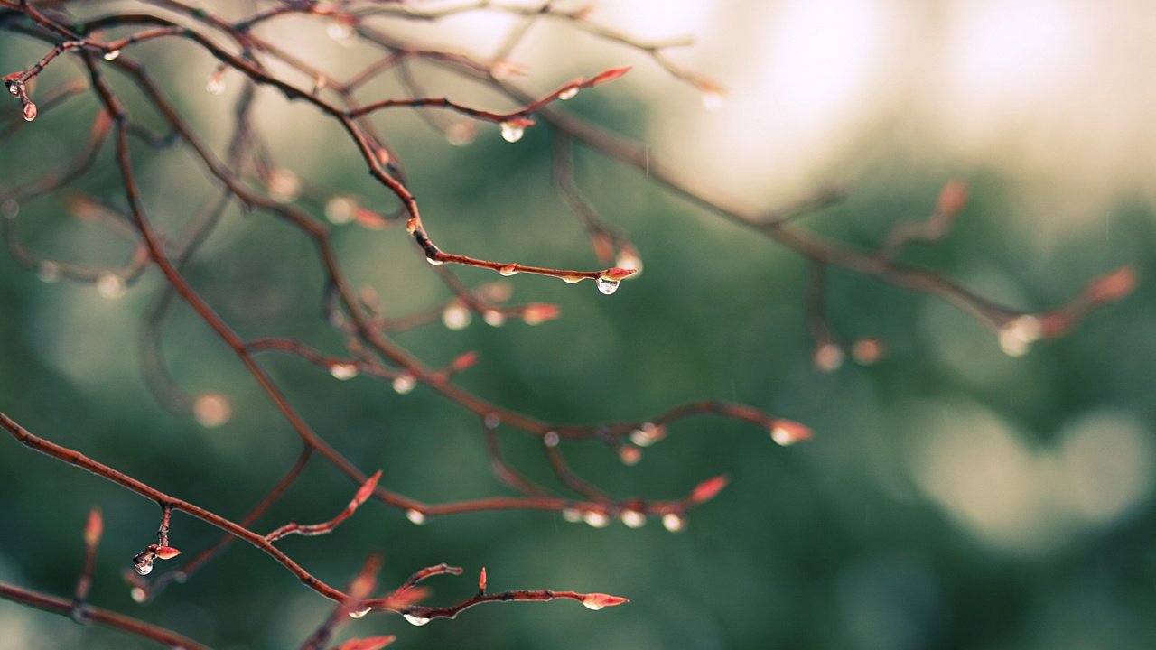 Обои природа, зелень, макро, ветви, капли, блики, дождь, nature, greens, macro, branch, drops, glare, rain разрешение 3888x2592 Загрузить