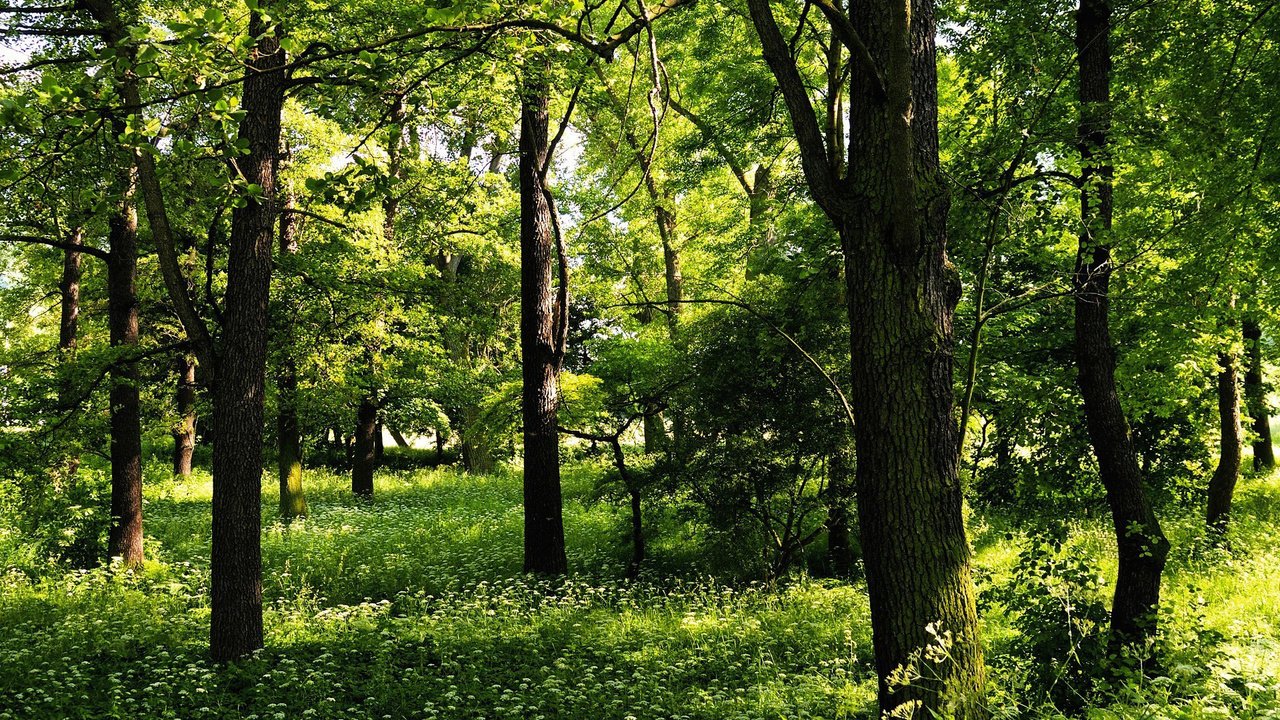 Обои деревья, зелень, лето, trees, greens, summer разрешение 1920x1200 Загрузить