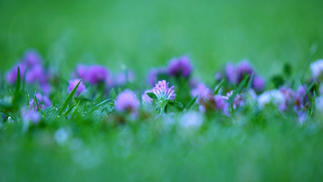 Обои клевер, зелёный, clover, green разрешение 1920x1200 Загрузить