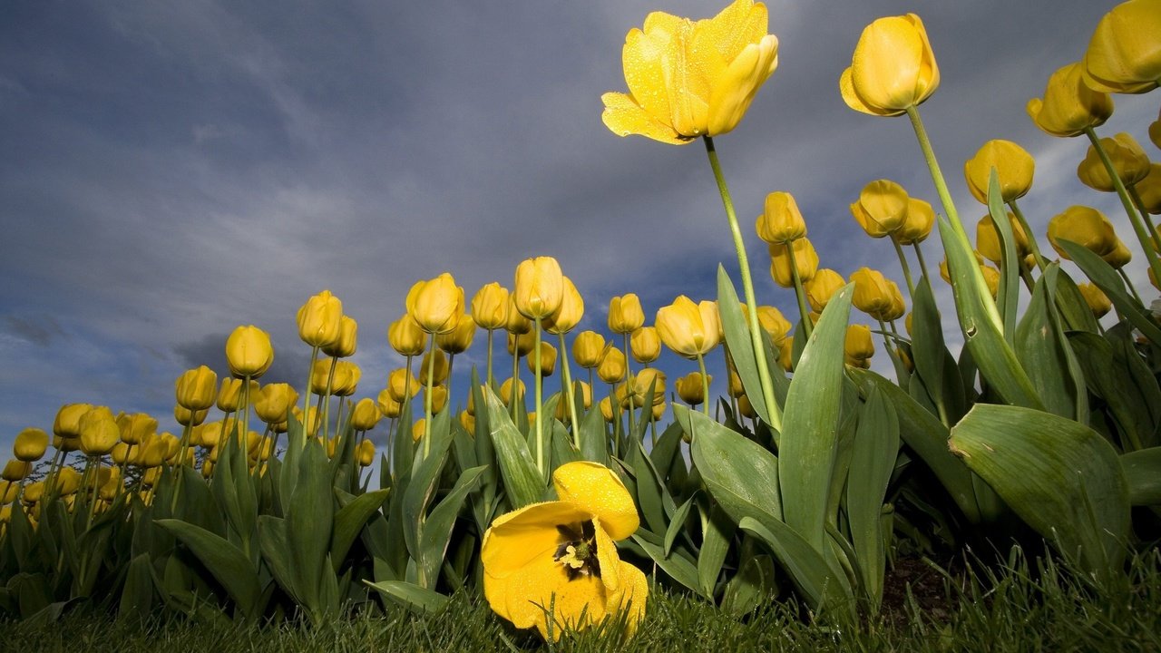 Обои желтый, цветок, тюльпан, yellow, flower, tulip разрешение 2560x1600 Загрузить