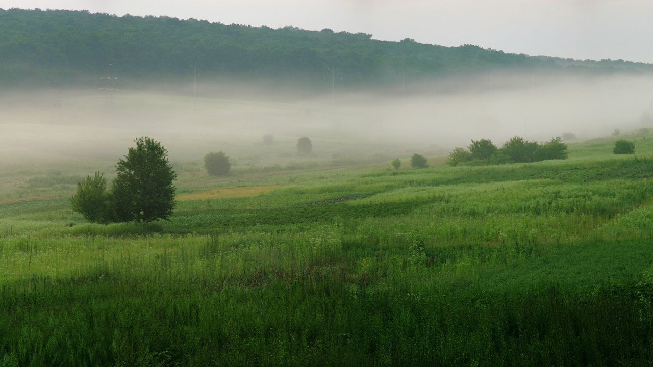 Обои трава, деревья, зелёный, туман, grass, trees, green, fog разрешение 3200x1200 Загрузить