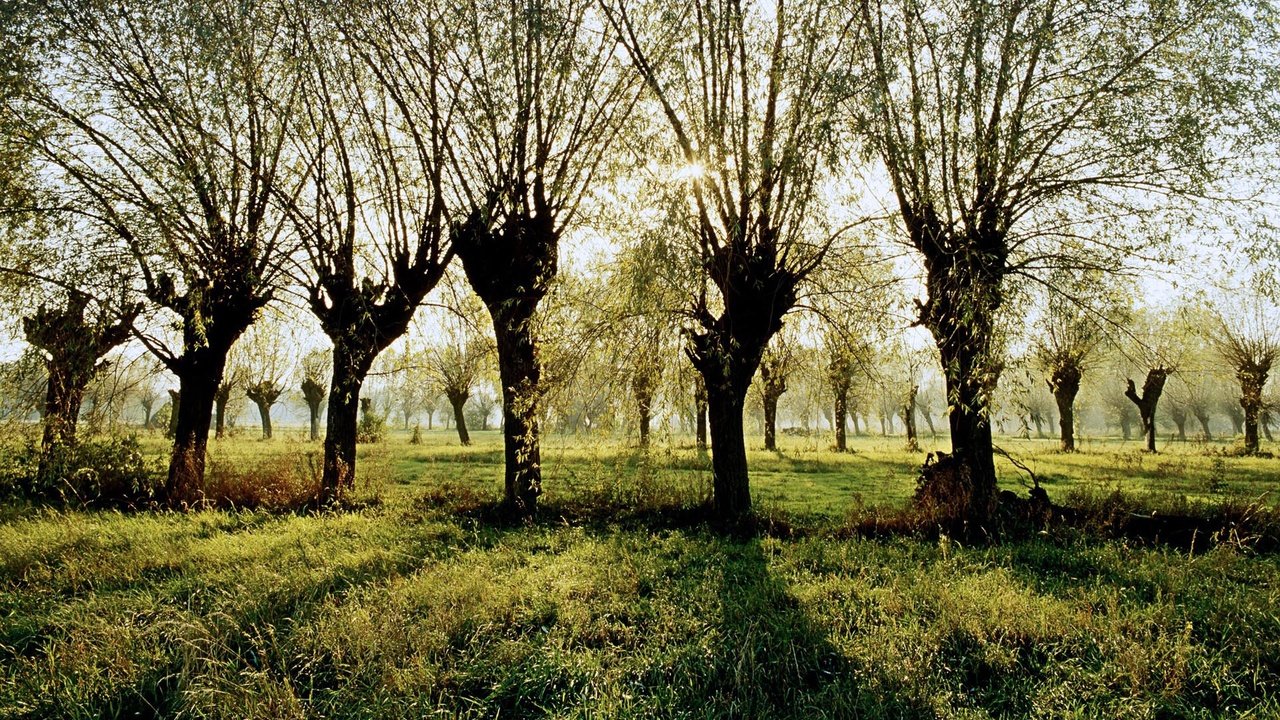 Обои трава, деревья, лучи, тень, польша, grass, trees, rays, shadow, poland разрешение 1920x1200 Загрузить