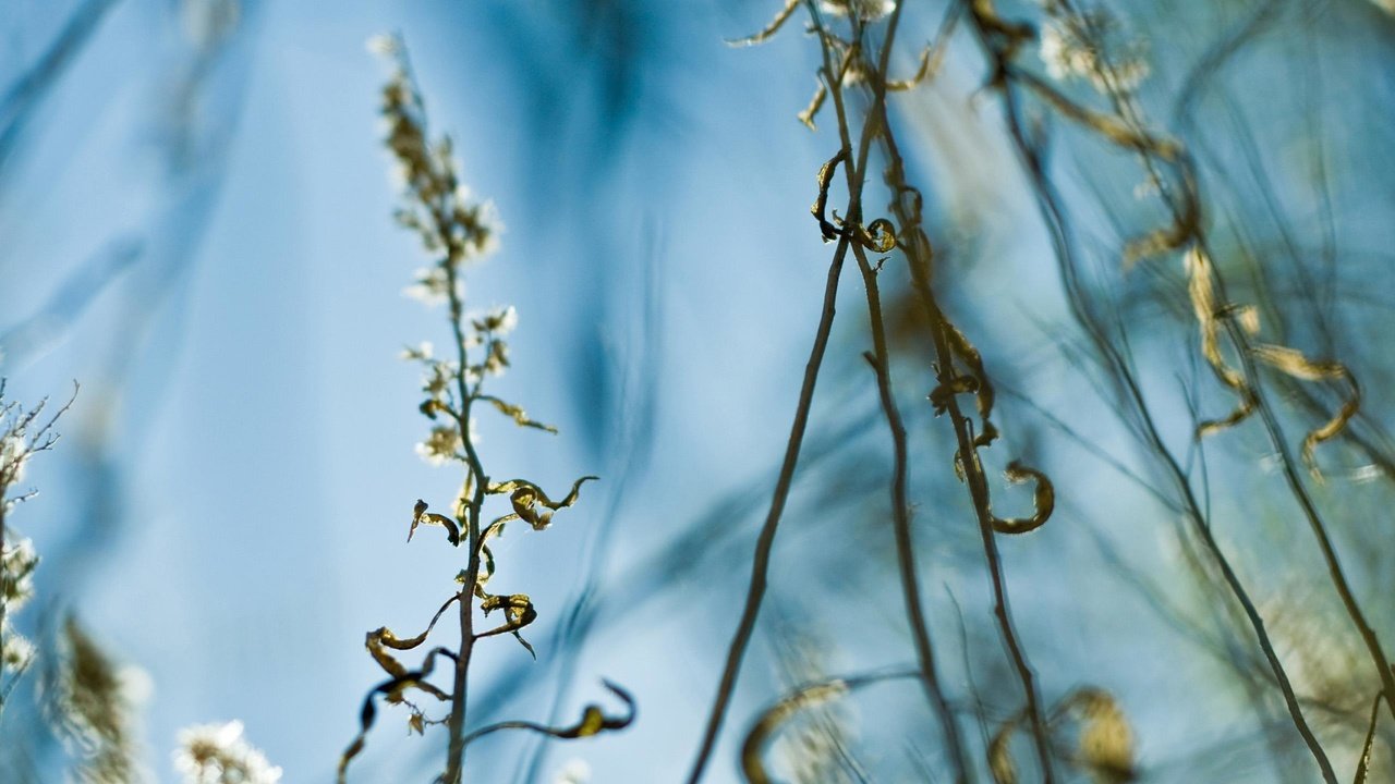 Обои трава, листья, стебель, grass, leaves, stem разрешение 2560x1861 Загрузить