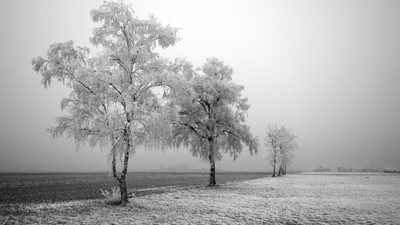 Обои дорога, деревья, зима, road, trees, winter разрешение 2560x1600 Загрузить