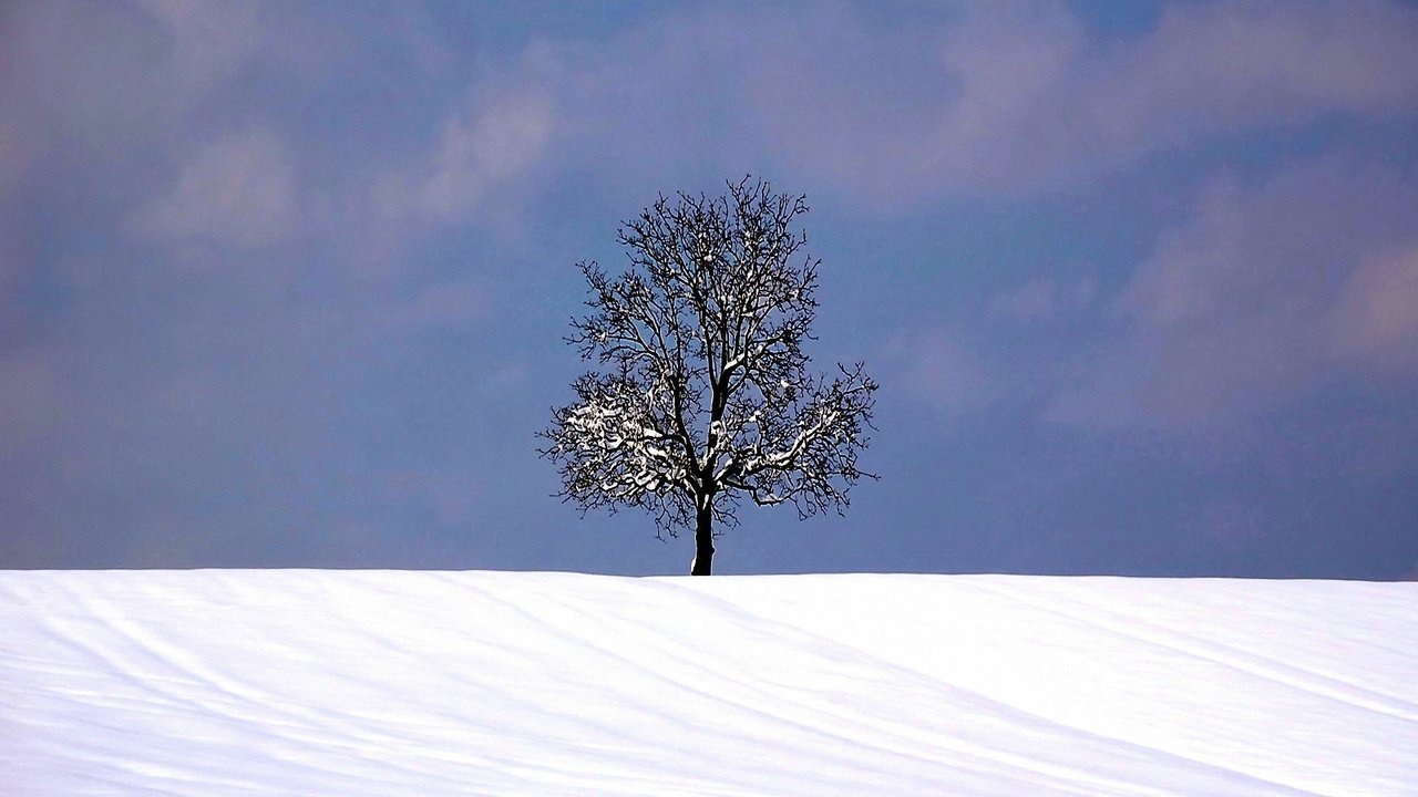 Обои снег, дерево, зима, snow, tree, winter разрешение 1920x1440 Загрузить