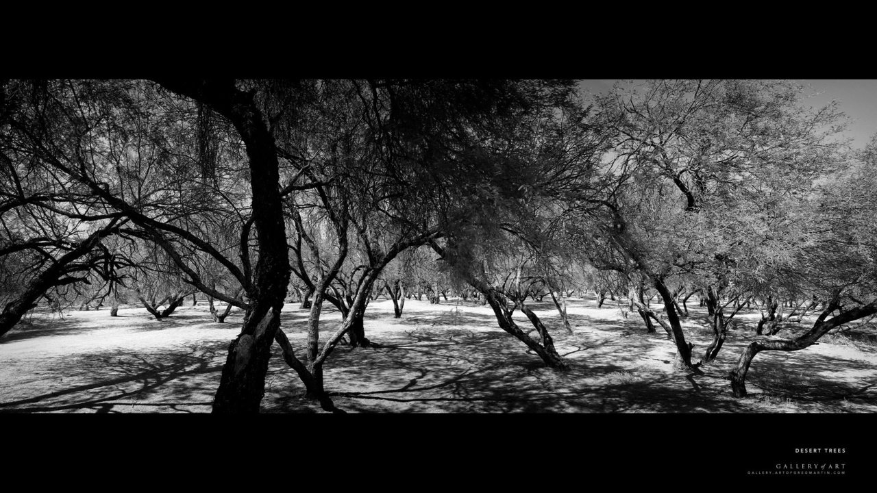 Обои лес, пустыня, чёрно-белое, forest, desert, black and white разрешение 1920x1200 Загрузить