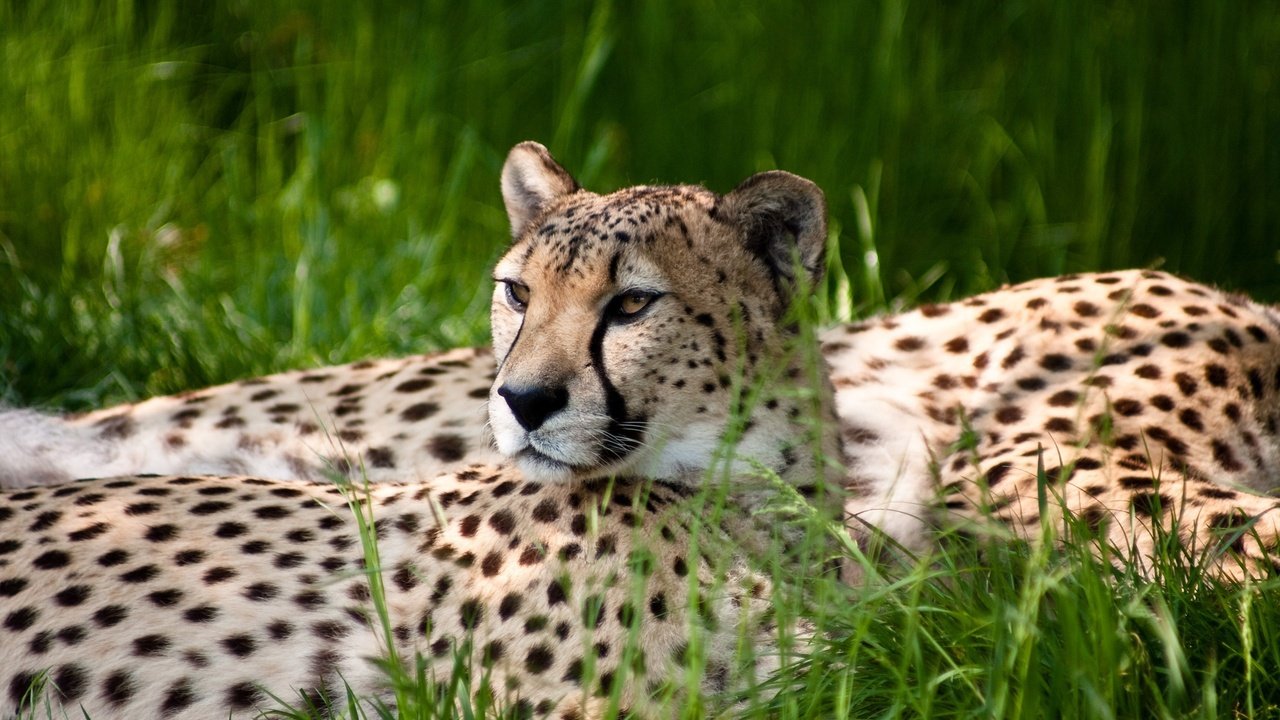 Обои трава, гепард, grass, cheetah разрешение 2560x1600 Загрузить