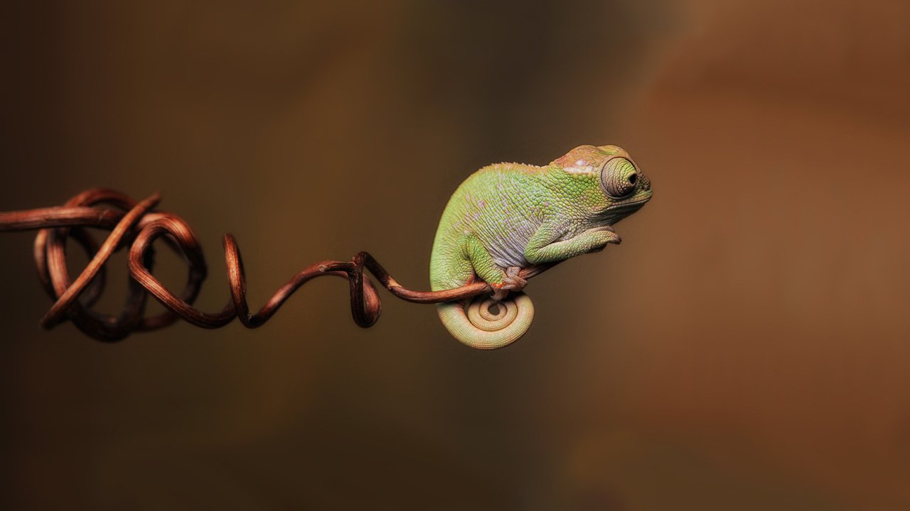 Обои малыш, хамелеон, чудо, baby, chameleon, miracle разрешение 1920x1200 Загрузить