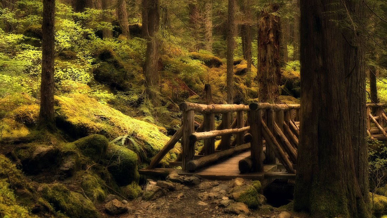 Обои лес, мост, тропа, forest, bridge, trail разрешение 2560x1600 Загрузить