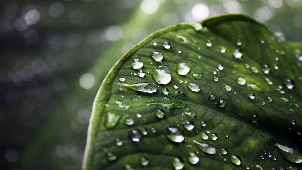 Обои капли, листок, макросъемка, drops, leaf, macro разрешение 1920x1200 Загрузить